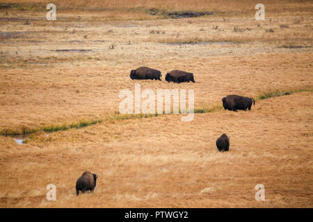Eine Gruppe von fünf männlichen Bison im Hayden Valley Wiese überquert einen kleinen Bach Stockfoto