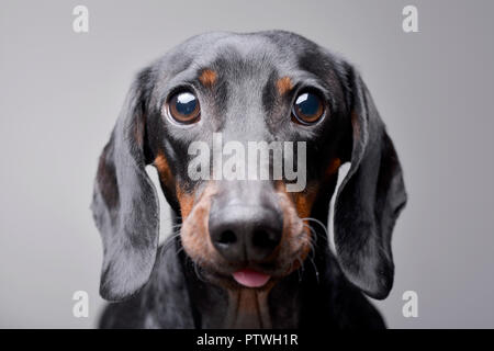 Portrait einer niedlichen Dackel - auf grauem Hintergrund. Stockfoto