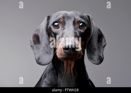 Portrait einer niedlichen Dackel - auf grauem Hintergrund. Stockfoto