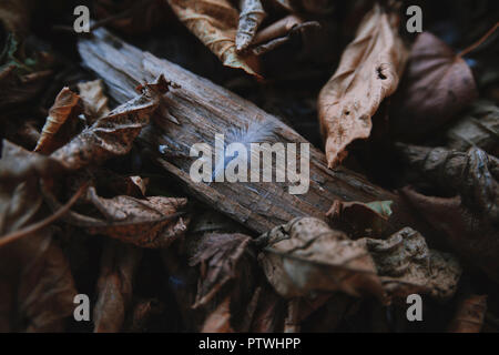 Kleine Feder im Herbst Blätter Stockfoto