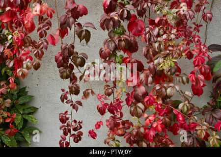 Virginia Creeper Vines mit leuchtend roten Herbst Farbe auf weißem Stuck Wand Hintergrund Stockfoto