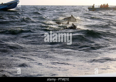 Auf der Suche nach den Delphinen in Trincomalee. In Sri Lanka, August 2018. Stockfoto