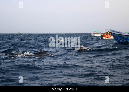 Auf der Suche nach den Delphinen in Trincomalee. In Sri Lanka, August 2018. Stockfoto