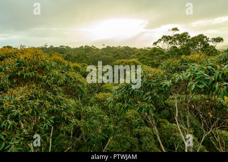 Blick von Gloucester Tree, Klettern, Bruma Rd, Pemberton WA, Western Australia, Australien Stockfoto