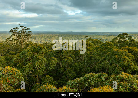 Blick von Gloucester Tree, Klettern, Bruma Rd, Pemberton WA, Western Australia, Australien Stockfoto