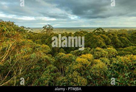 Blick von Gloucester Tree, Klettern, Bruma Rd, Pemberton WA, Western Australia, Australien Stockfoto