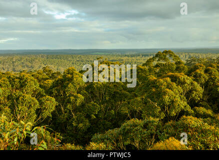 Blick von Gloucester Tree, Klettern, Bruma Rd, Pemberton WA, Western Australia, Australien Stockfoto