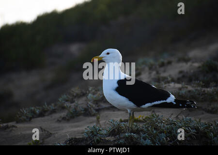 Kelp Möwe (Larus dominicanus) Seagull stehend auf einem Strand Dünen mit Blick auf den Ozean Stockfoto