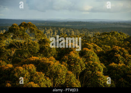 Blick von Gloucester Tree, Klettern, Bruma Rd, Pemberton WA, Western Australia, Australien Stockfoto