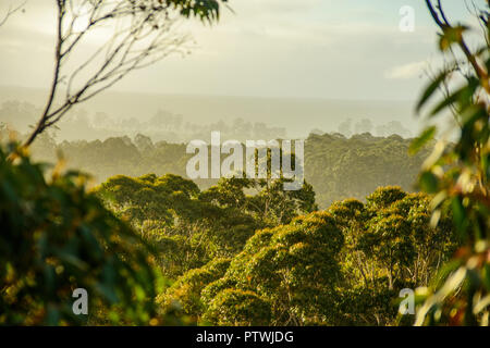 Blick von Gloucester Tree, Klettern, Bruma Rd, Pemberton WA, Western Australia, Australien Stockfoto