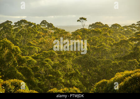 Blick von Gloucester Tree, Klettern, Bruma Rd, Pemberton WA, Western Australia, Australien Stockfoto