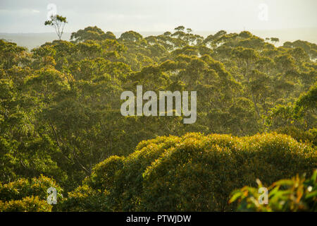 Blick von Gloucester Tree, Klettern, Bruma Rd, Pemberton WA, Western Australia, Australien Stockfoto