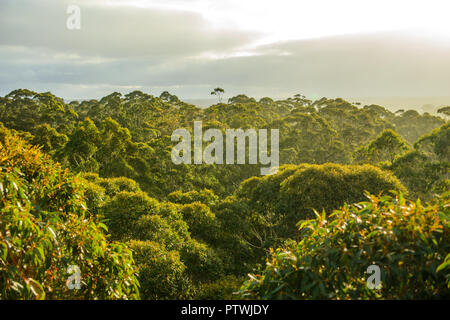 Blick von Gloucester Tree, Klettern, Bruma Rd, Pemberton WA, Western Australia, Australien Stockfoto