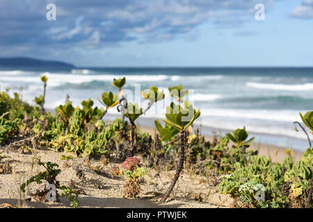 Hoch aufragende Beachberry (scaevola plumieri) Stammt am Strand Düne mit einer stürmischen Meer Horizont in der Ferne Stockfoto