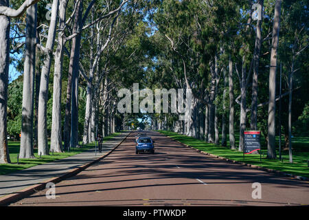 Allee der Zitrone duftenden Gum Trees, King's Park und Botanischer Garten, in Perth, Western Australia Stockfoto