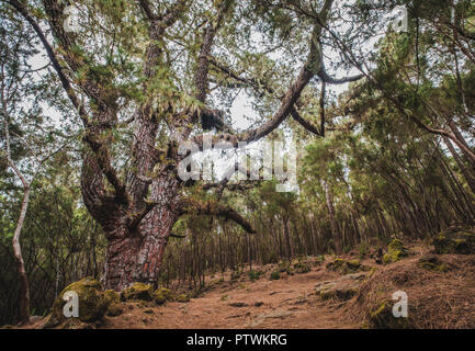 Riesige Pinien in Wald Landschaft, Esperanza Wald, Teneriffa - Stockfoto