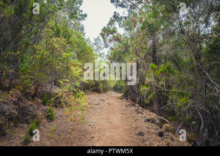 Wanderweg durch Wald Landschaft - Gehweg in der Wildnis - Stockfoto