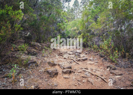 Wanderweg durch Wald Landschaft - Gehweg in der Wildnis - Stockfoto