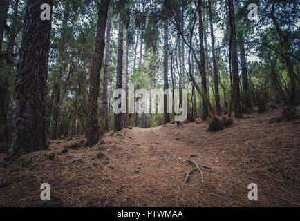 Wanderweg durch Wald Landschaft - Gehweg in der Wildnis - Stockfoto