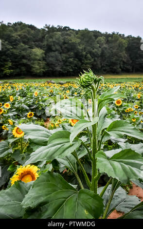 Sonnenblumen blühen, Jasper, Georgia, USA Stockfoto