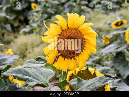 Eine Heuschrecke auf einem blühenden Sonnenblumen, Jasper, Georgia, USA Stockfoto