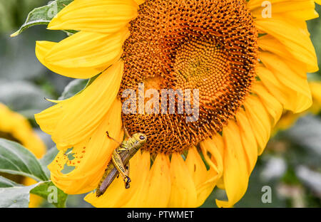 Eine Heuschrecke auf einem blühenden Sonnenblumen, Jasper, Georgia, USA Stockfoto