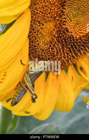 Eine Heuschrecke auf einem blühenden Sonnenblumen, Jasper, Georgia, USA Stockfoto