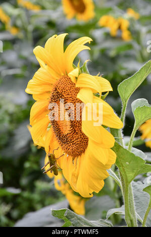 Eine Heuschrecke auf einem blühenden Sonnenblumen, Jasper, Georgia, USA Stockfoto