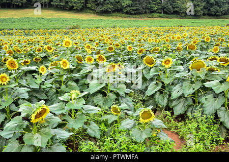 Eine Heuschrecke auf einem blühenden Sonnenblumen, Jasper, Georgia, USA Stockfoto