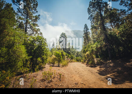 Ländliche Straße in Wald Landschaft - weg in der Wildnis/Natur Stockfoto