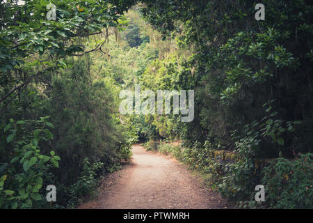 Wanderweg durch Wald Landschaft - Gehweg in der Wildnis - Stockfoto