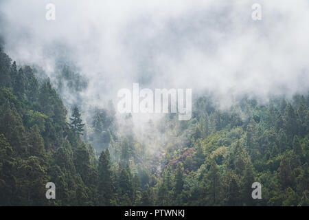 Nebel, Wald, Bäume, Wolken, Nebel Nadelwald Landschaft - Stockfoto