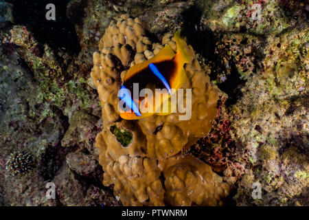 Im Roten Meer bunt und schön - von Avner efrati fotografiert Clownfisch Stockfoto