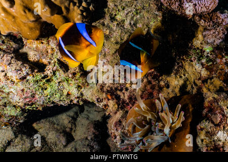 Im Roten Meer bunt und schön - von Avner efrati fotografiert Clownfisch Stockfoto