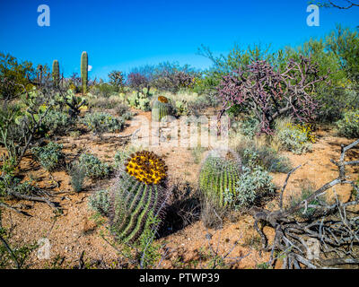 Angelhaken Barrel Kaktus in Saguaro National Park, Arizona Stockfoto