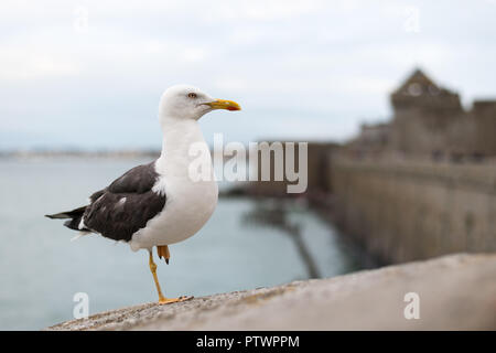 Weniger schwarz backed Gull (Larus fuscus) stehen auf einem Fuß an der Wand von Saint Malo (Frankreich) Stockfoto