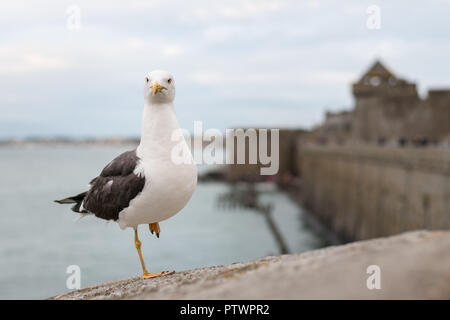 Weniger schwarz backed Gull (Larus fuscus) stehen auf einem Fuß an der Wand von Saint Malo (Frankreich) Stockfoto