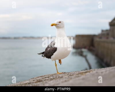 Weniger schwarz backed Gull (Larus fuscus) stehen auf einem Fuß an der Wand von Saint Malo (Frankreich) Stockfoto