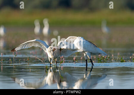 Zwei gemeinsame Löffler (Platalea leucorodia), Fütterung ein junger Vogel im Wasser, Nationalpark Kiskunság, Ungarn Stockfoto