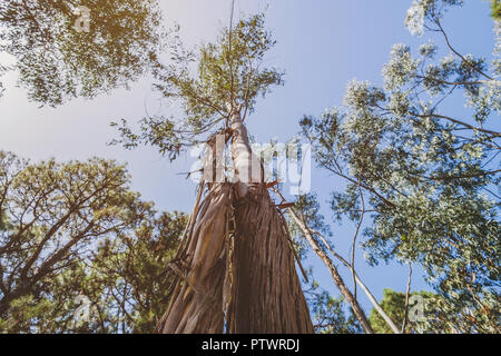 Eukalyptus Baumstamm verlieren Rinde im Wald, Teneriffa Stockfoto