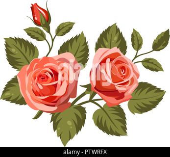 Vector Abbildung: rote Rosen auf weißem Hintergrund. Verwenden Sie für Architektur Design, Muster füllt und das Verzieren von Grußkarten, Einladungen Stock Vektor