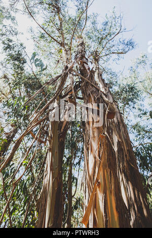 Eukalyptus Baumstamm verlieren Rinde im Wald, Teneriffa Stockfoto