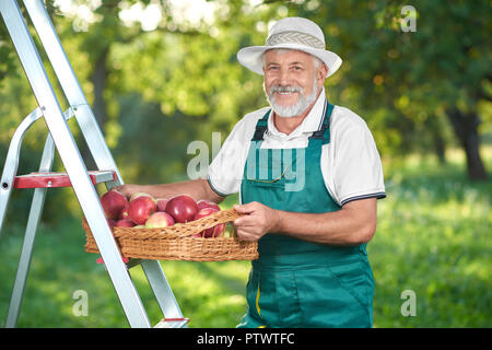 Happy farmer pflücken Äpfel im Garten. Mann auf Leiter, in die Kamera schauen und lächeln. Großvater hinter in Farmer's Hut und Overalls. Stockfoto