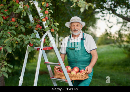 Alter Bauer Holding Korb voller Red Delicious äpfel und auf der Leiter im Garten stehen Bärtigen. Mann mit dem grauen Haar auf Kamera und mit der Ernte. Stockfoto