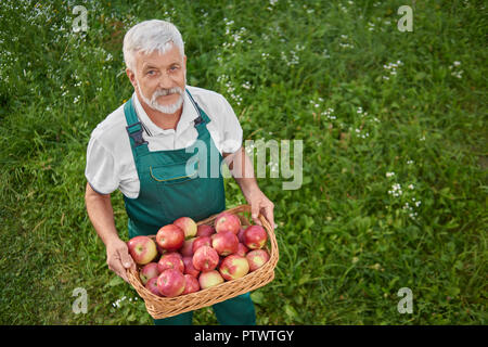 Blick von oben der Gärtner holding Korb voller Frische rote Äpfel und auf grün Gnade stehen. Alter Mann mit grauem Haar und Bart bis auf Kamera. Landwirt tragen grüne Overalls. Stockfoto