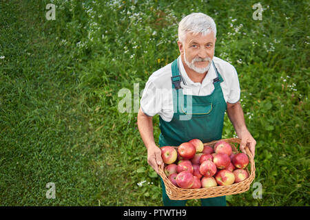 Gärtner holding Korb voller Frische rote Äpfel und auf grün Gnade stehen. Alter Mann mit grauem Haar und Bart bis auf Kamera. Landwirt tragen grüne Overalls. Stockfoto