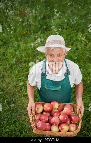 Gärtner holding Korb voller Frische rote Äpfel und auf grün Gnade stehen. Landwirt tragen grüne Overalls. Alter Mann mit grauem Haar und Bart bis auf Kamera. Stockfoto
