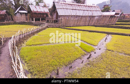 Ziro Dorf, Kindergarten, für, Paddy Plantage, Paddy, Transplantation, für den Anbau, die in Apatani Tal, Alte Ziro, Arunachal Pradesh, N. E. in Indien. Stockfoto