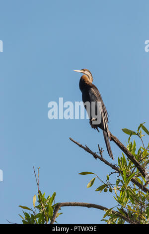 Afrikanische darter Anhinga Rufa, Jugendkriminalität, in toten Baum gehockt, Tendaba, Gambia, November Stockfoto