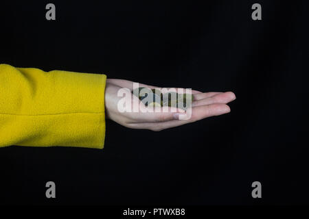 Weibliche Hand in einer gelben Jacke hält eine Handvoll Münzen, ein schwarzer Hintergrund Stockfoto